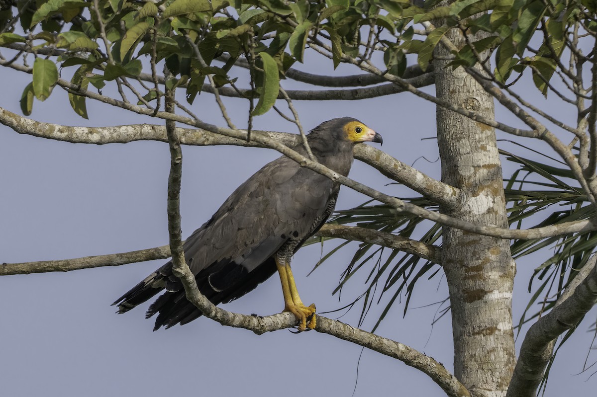 チュウヒダカ - ML646851726