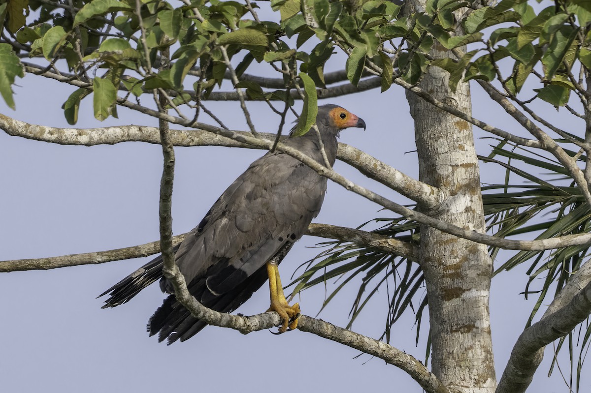 チュウヒダカ - ML646851727