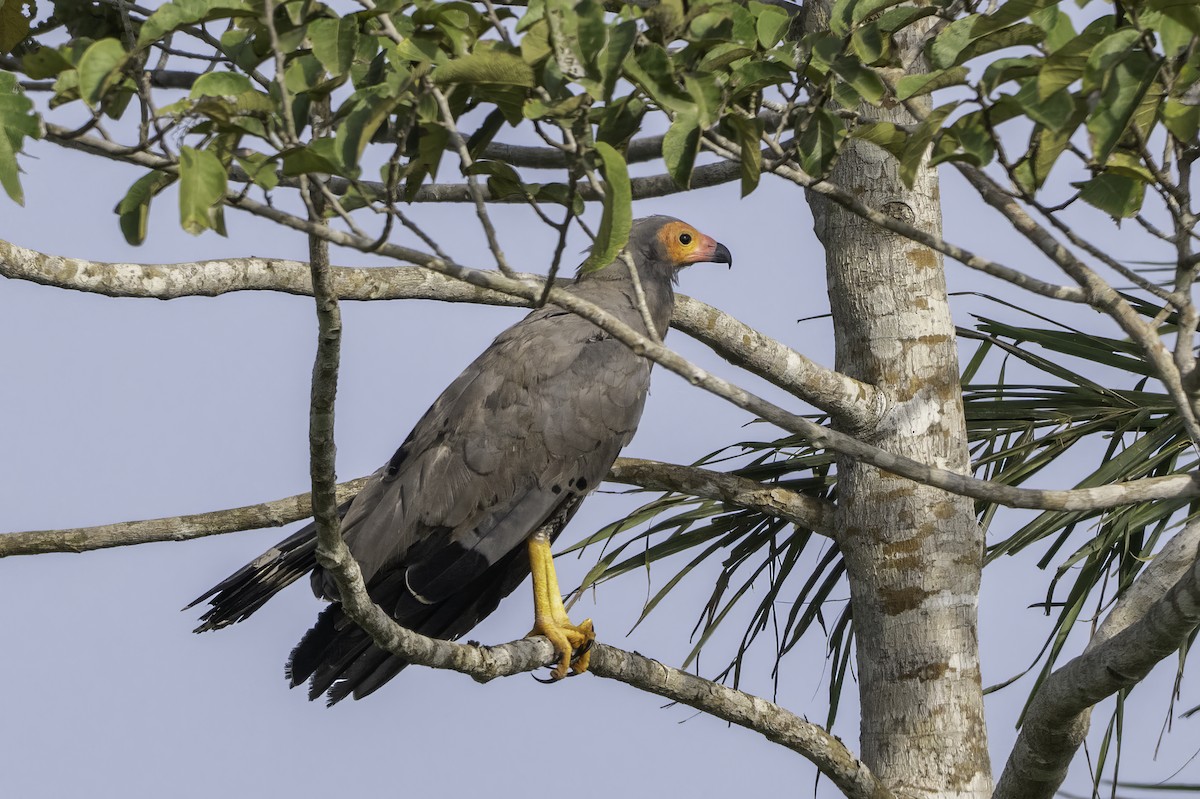 チュウヒダカ - ML646851728