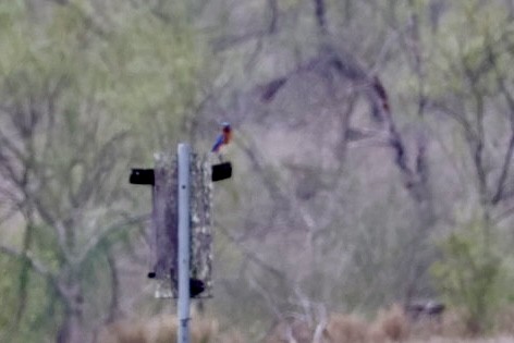 Eastern Bluebird - ML646851731