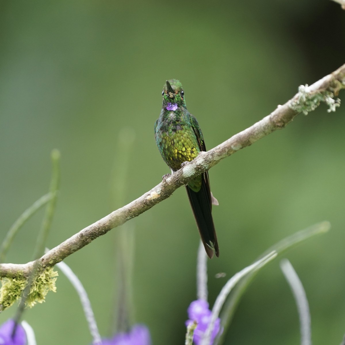 Empress Brilliant - ML646851738