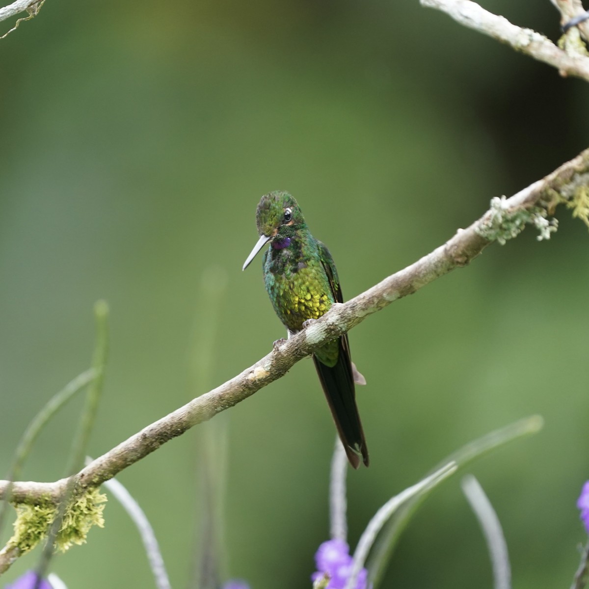 Empress Brilliant - ML646851739