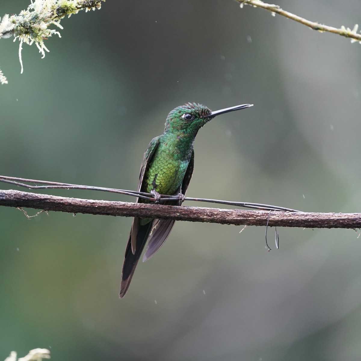 Empress Brilliant - ML646851741