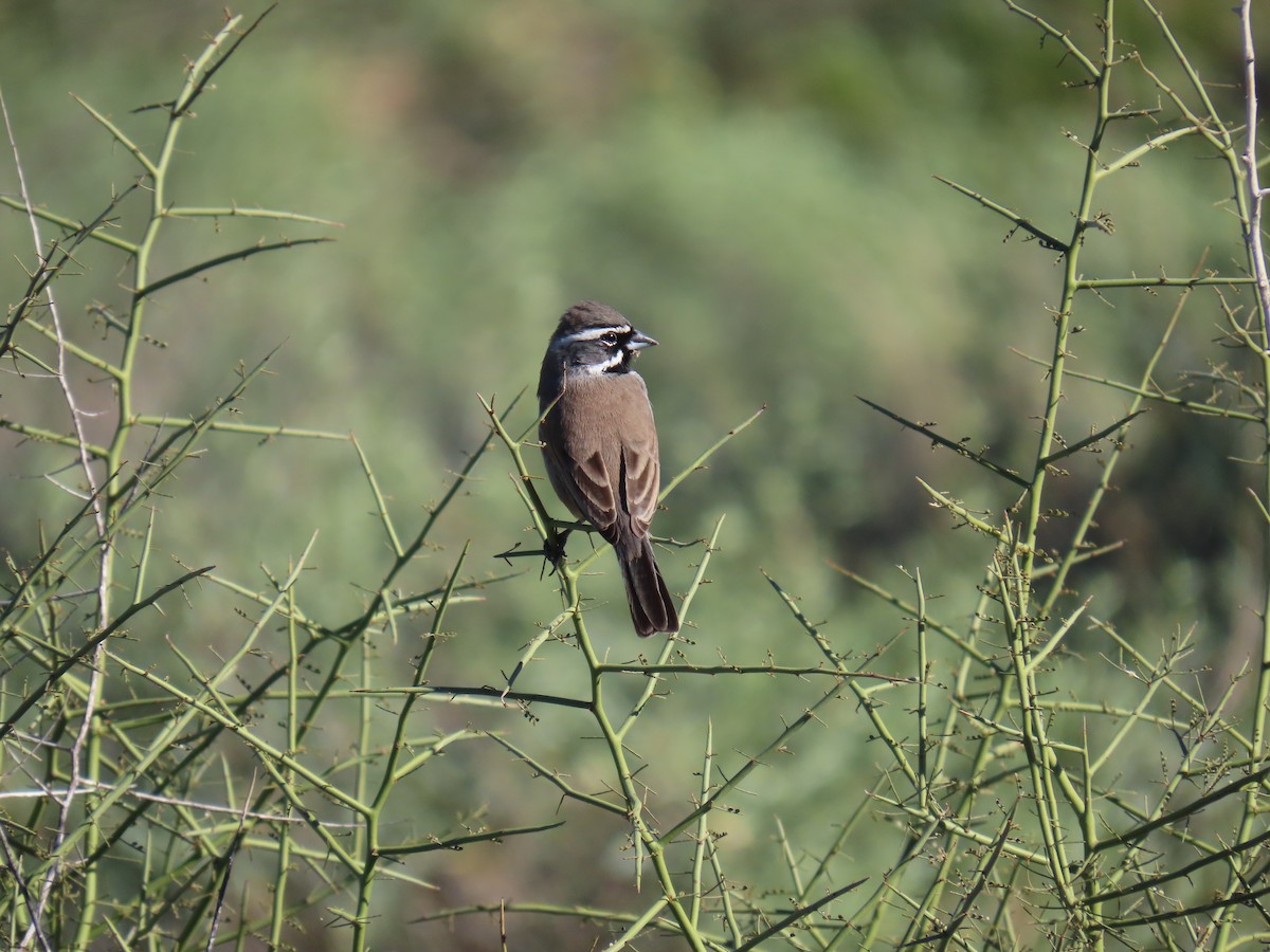 Black-throated Sparrow - ML646851745