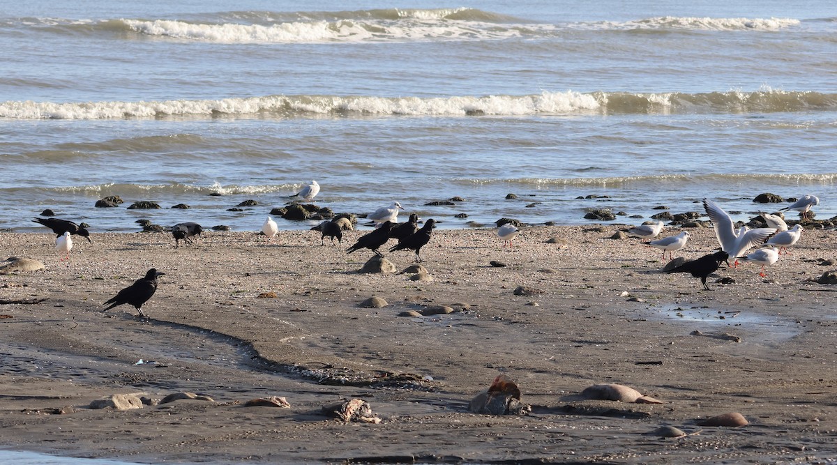 Ekin Kargası - ML646851746