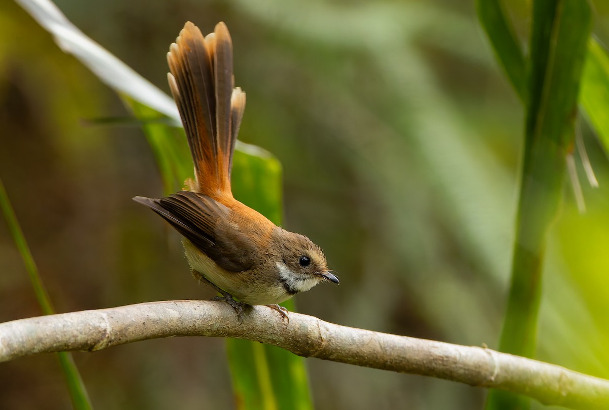 Tawny-backed Fantail - ML646851747