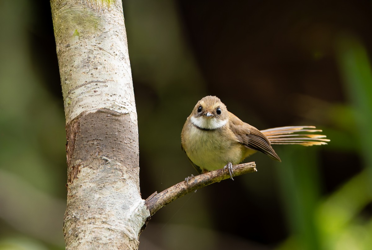 Tawny-backed Fantail - ML646851748