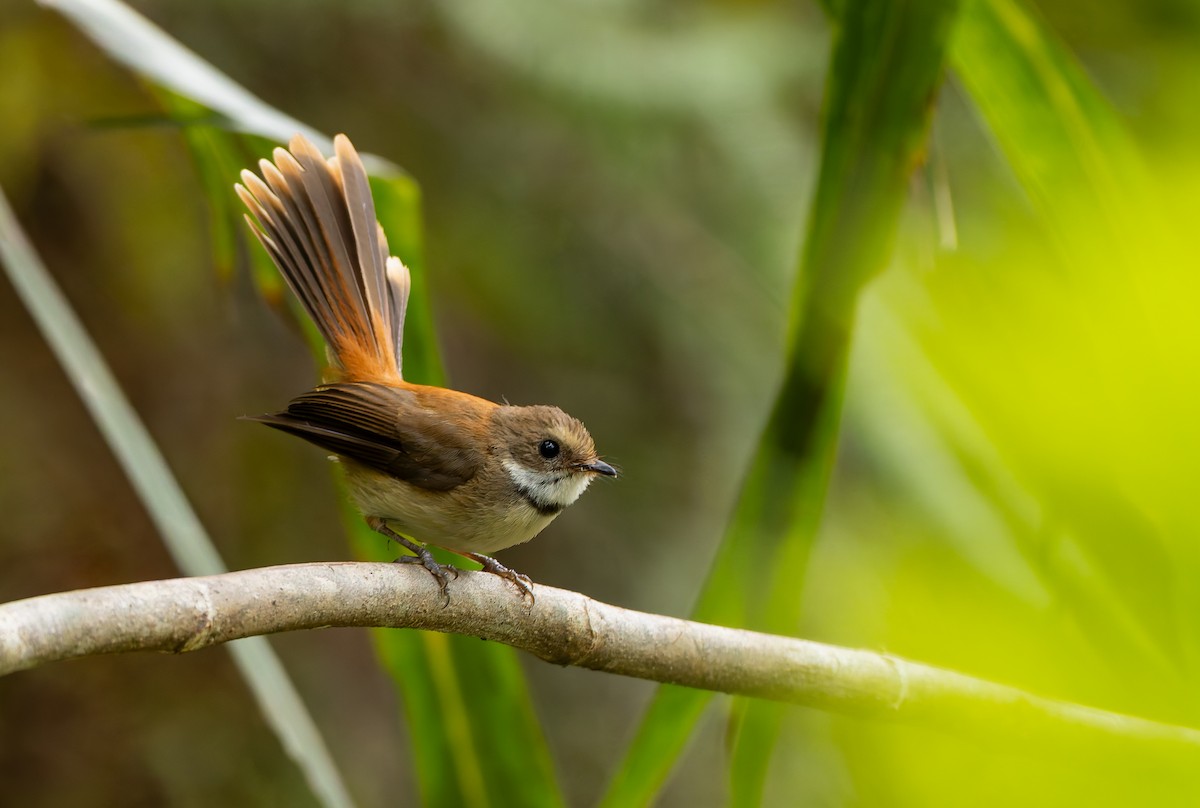 Tawny-backed Fantail - ML646851749