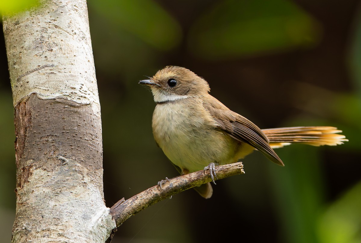Tawny-backed Fantail - ML646851750