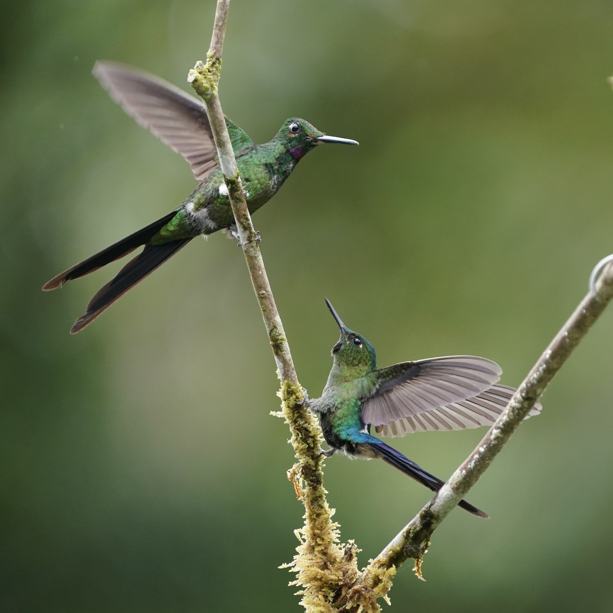 Empress Brilliant - ML646851754