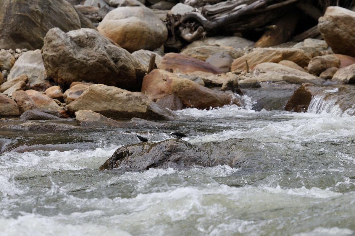 White-capped Dipper - ML646851765