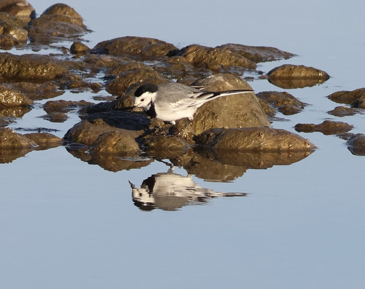 linerle (alba/dukhunensis) - ML646851767