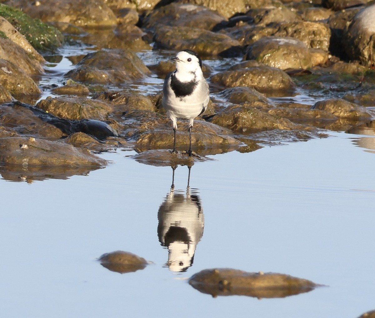 linerle (alba/dukhunensis) - ML646851768