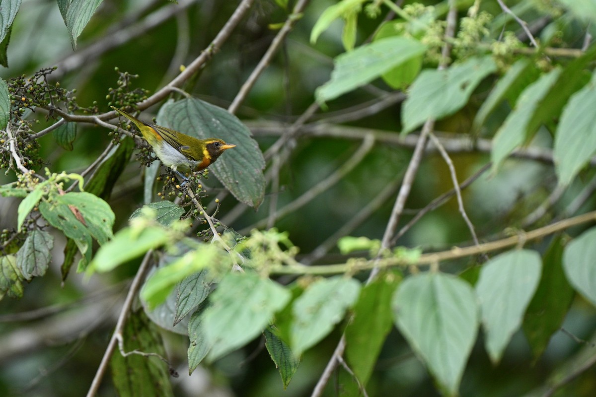 Guira Tanager - ML646851771