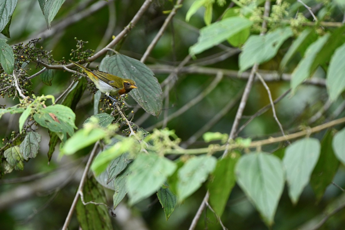 Guira Tanager - ML646851772
