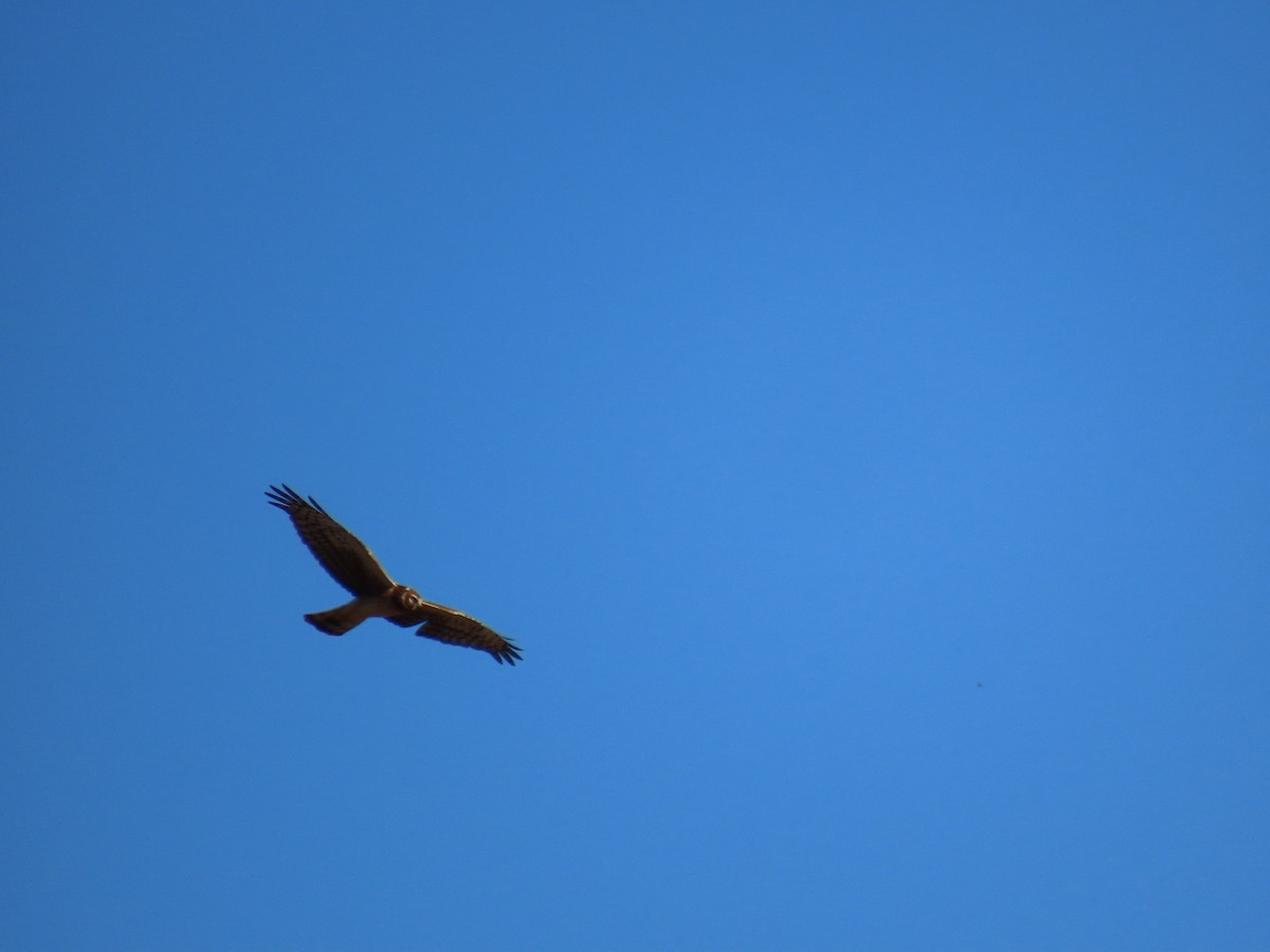 Лунь американський - ML646851776