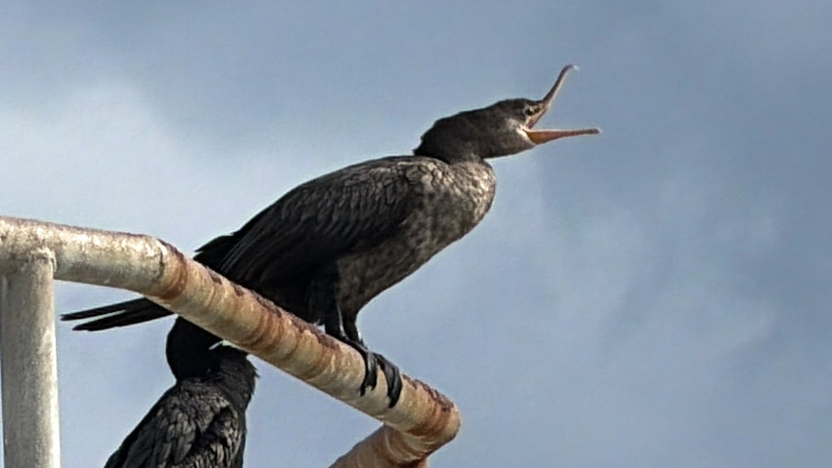 Neotropic Cormorant - ML646851780