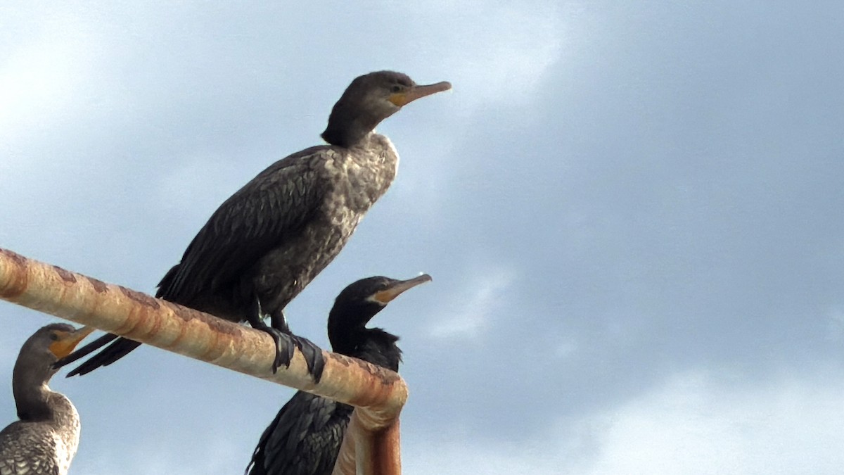 Neotropic Cormorant - ML646851781
