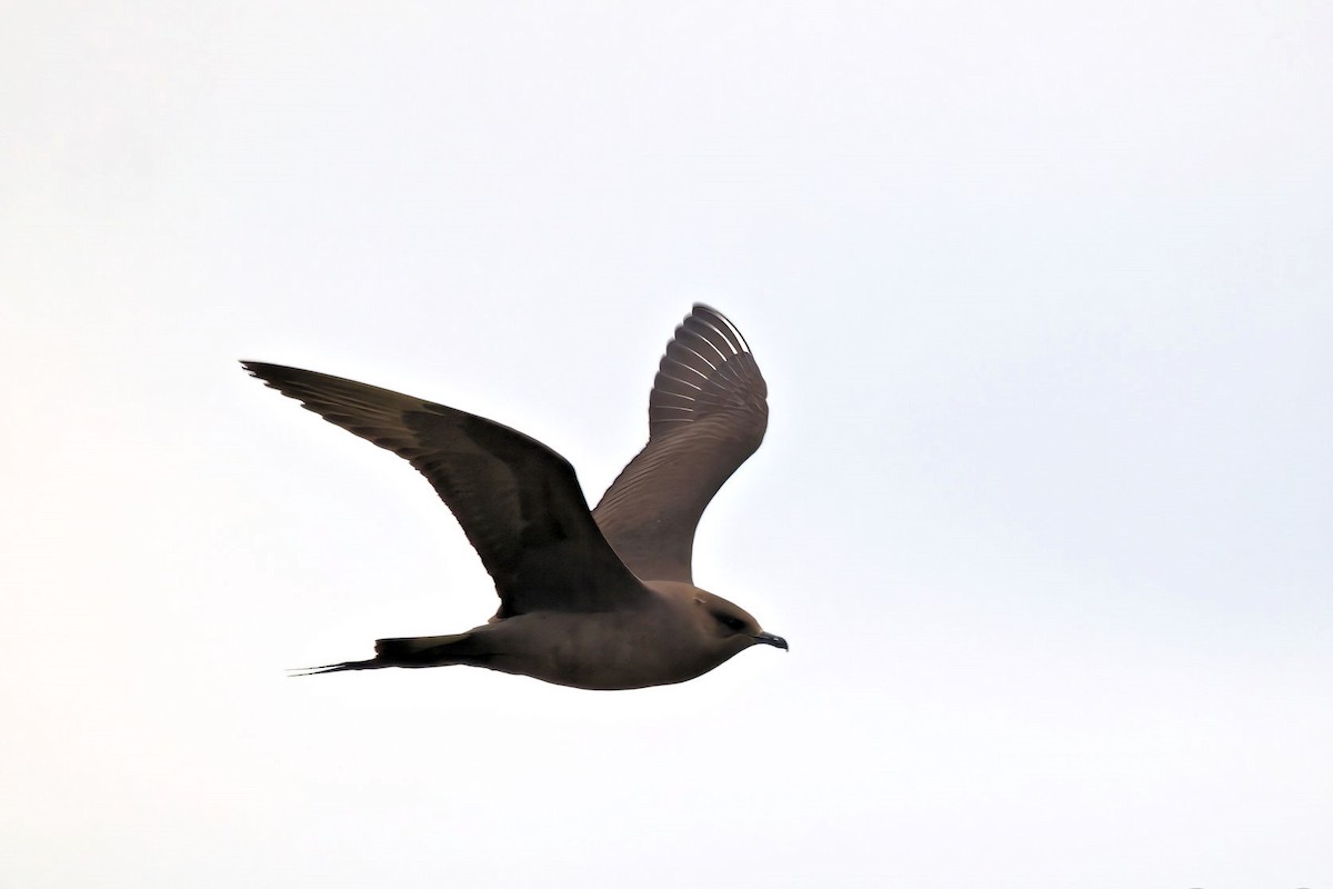 Короткохвостый поморник - ML646851790