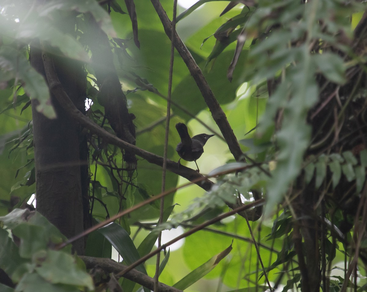 Whistling Warbler - ML646851793