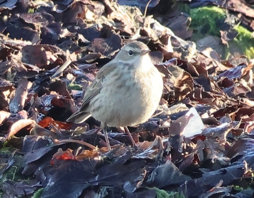 Щеврик гірський - ML646851796