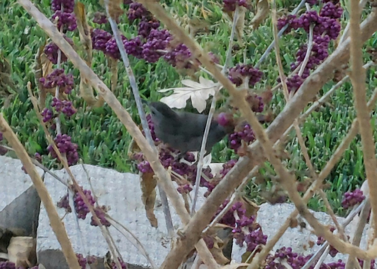 Gri Kedikuşu - ML646851798