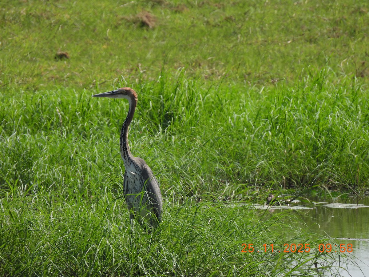 オニアオサギ - ML646851801