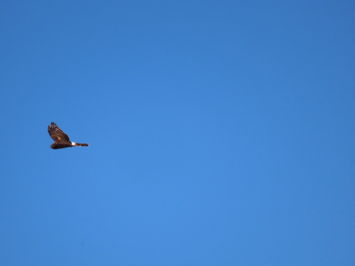 Лунь американський - ML646851804