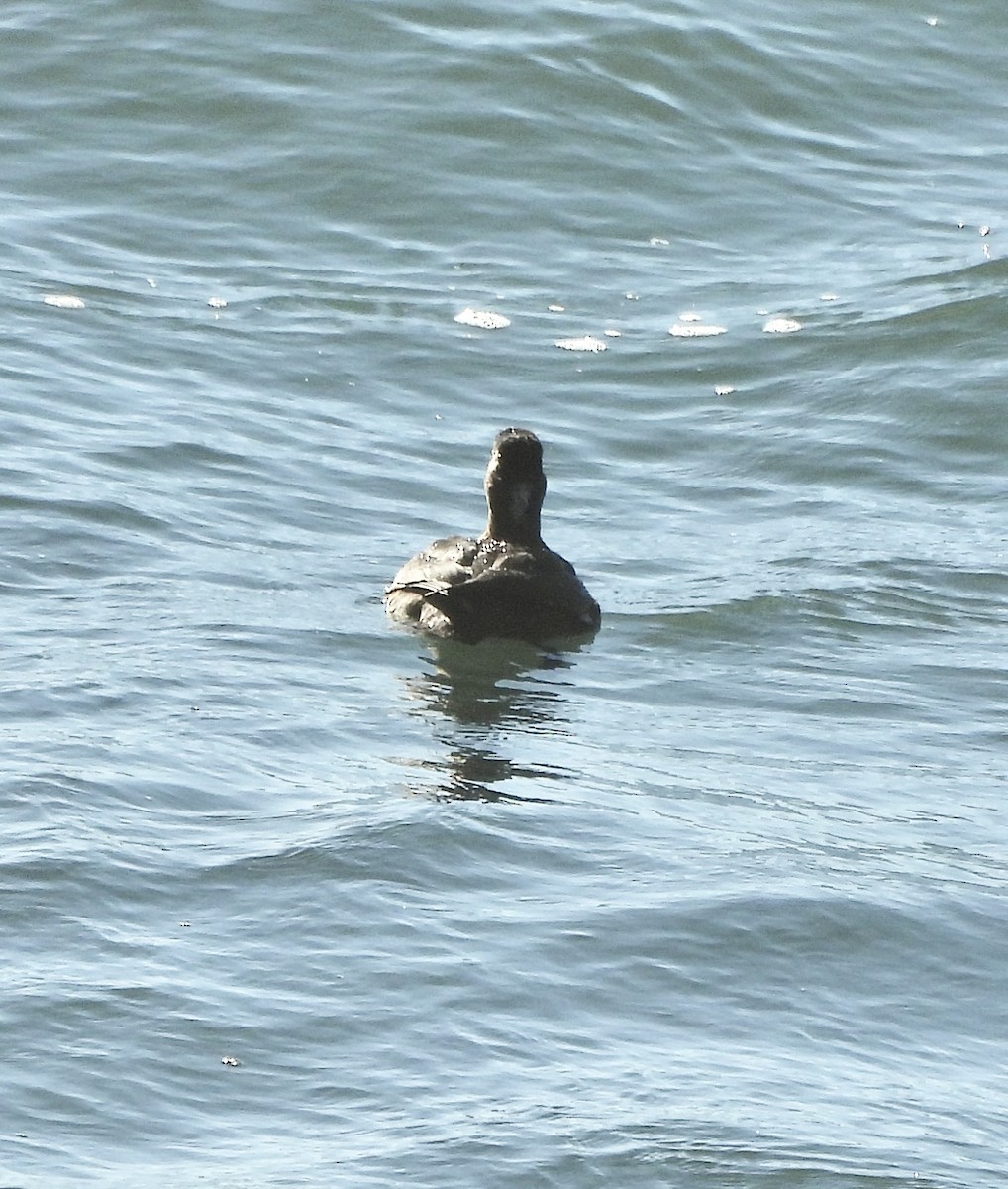 Surf Scoter - ML646851807