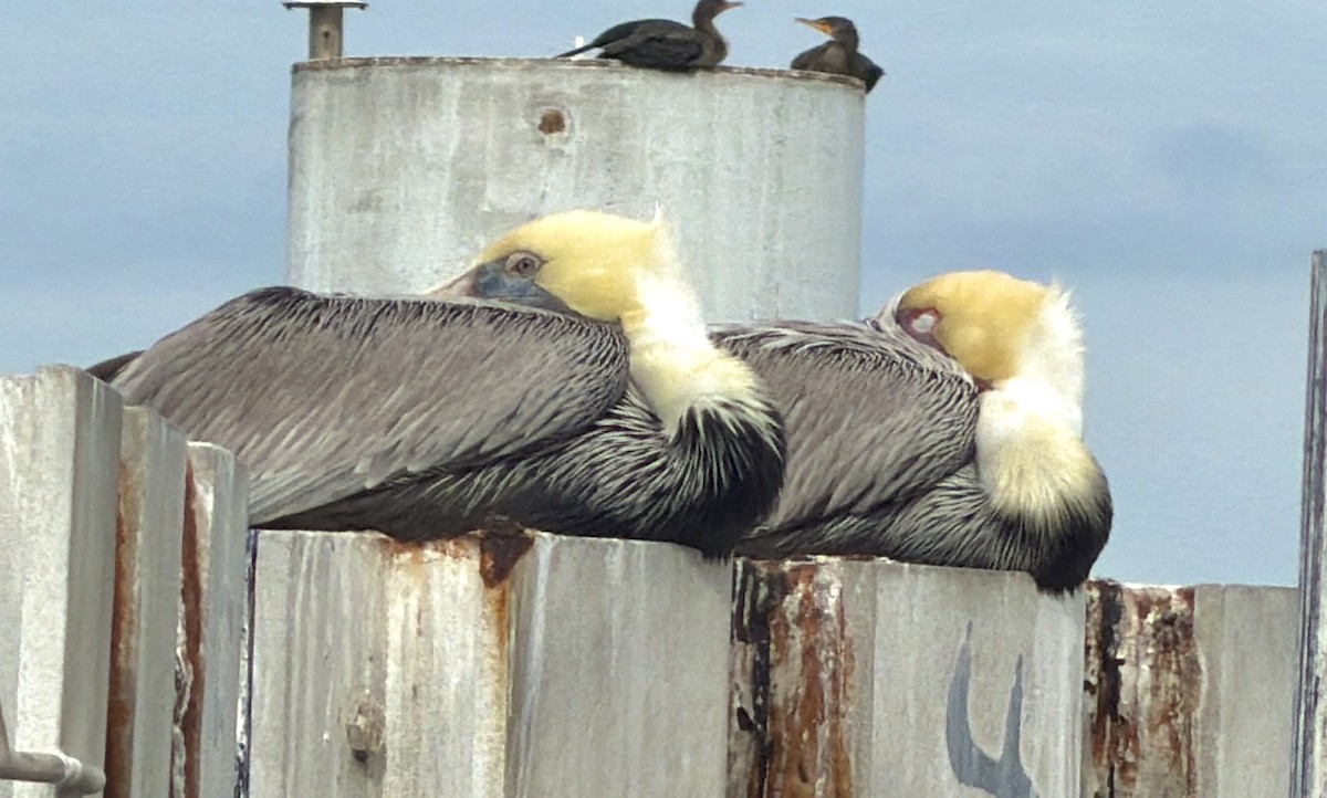 Brown Pelican (Atlantic) - ML646851810