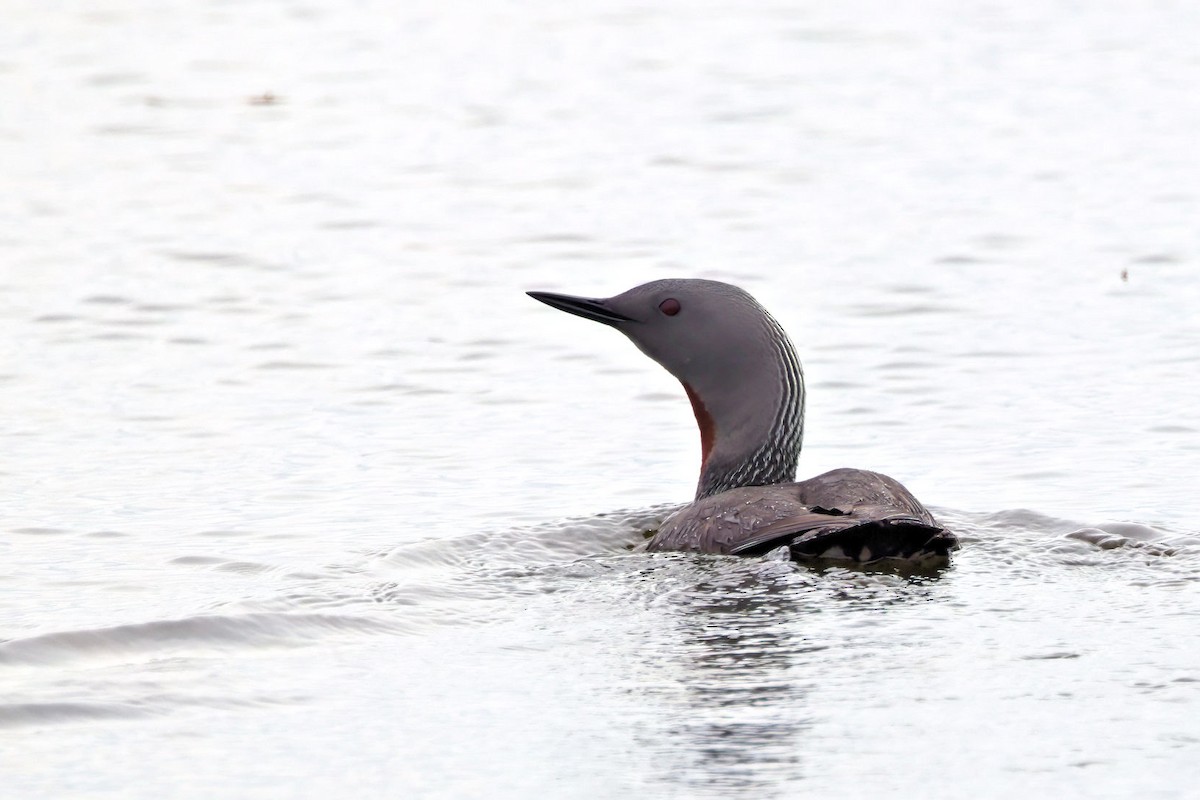 Краснозобая гагара - ML646851812