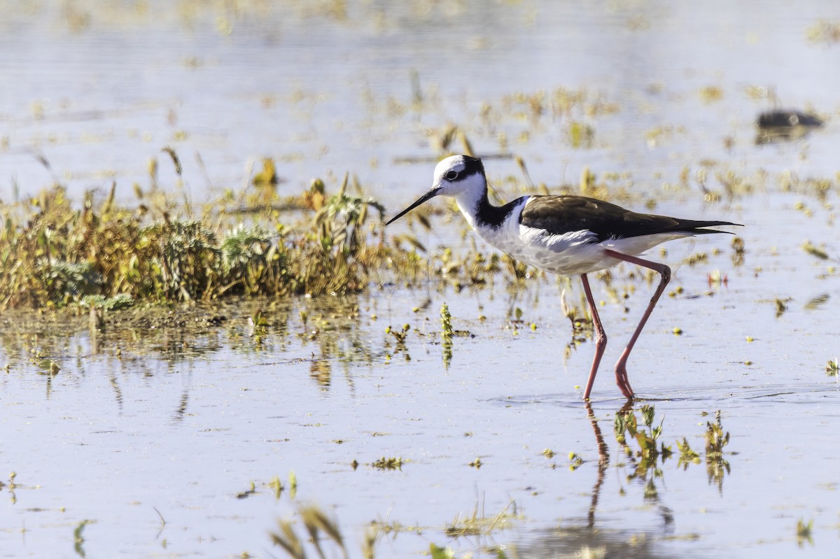 eBird Checklist - 11 Nov 2025 - Río Aconcagua--Desembocadura Humedal ...