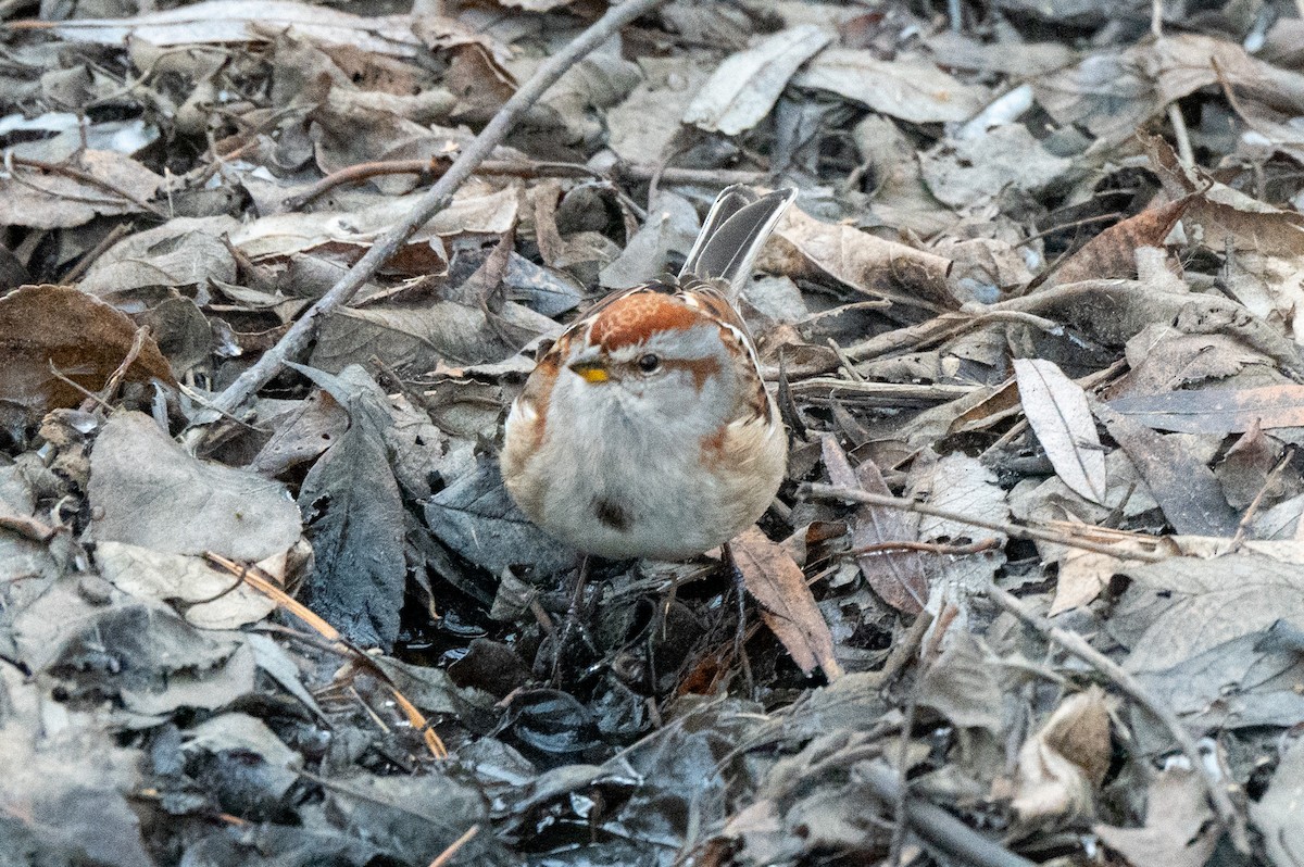 Пасовник північний - ML646851832