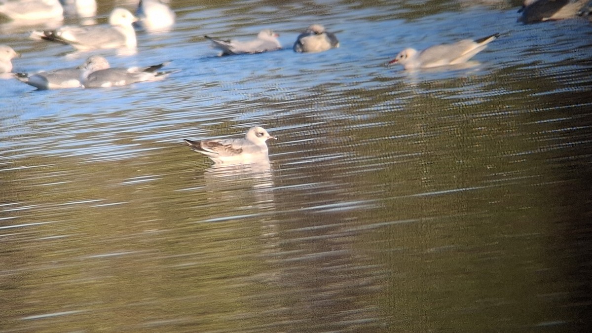 Mediterranean Gull - ML646851835