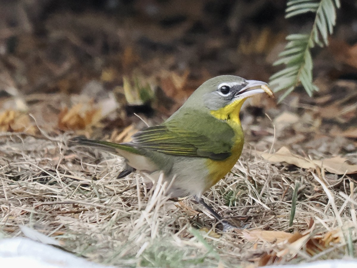 オオアメリカムシクイ - ML646851841