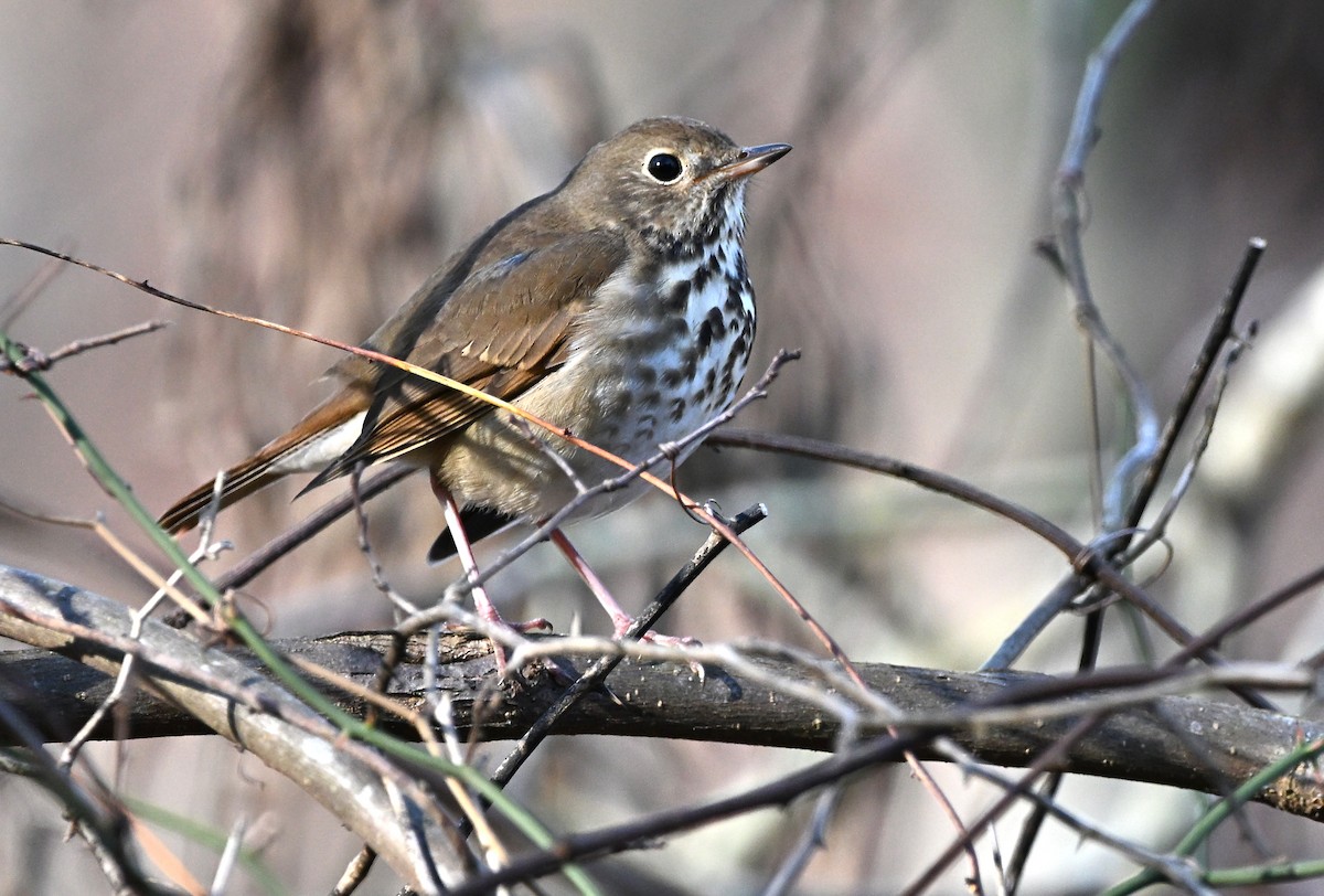 Einsiedler-Musendrossel - ML646851851