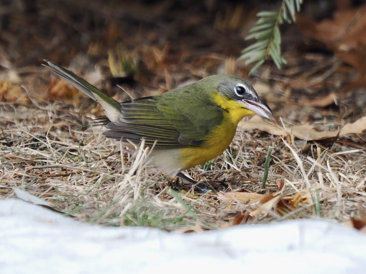 オオアメリカムシクイ - ML646851856