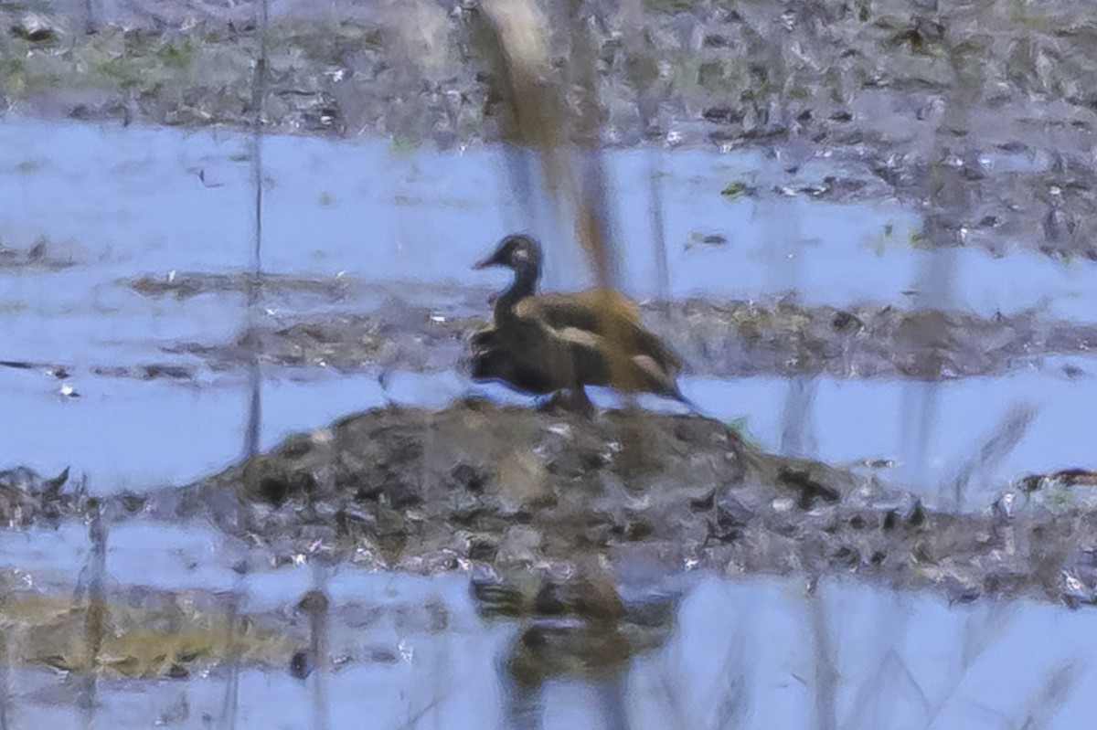 Brazilian Teal - ML646851859