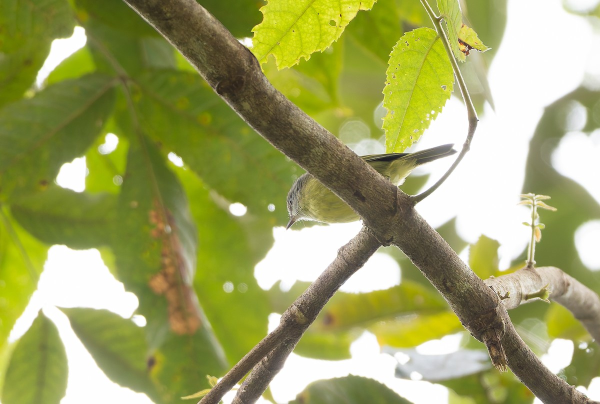 Island Leaf Warbler (Buru) - ML646851863
