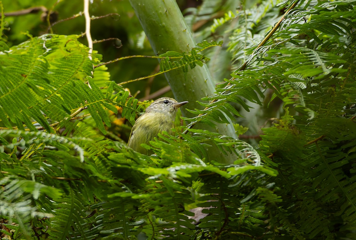 Island Leaf Warbler (Buru) - ML646851864