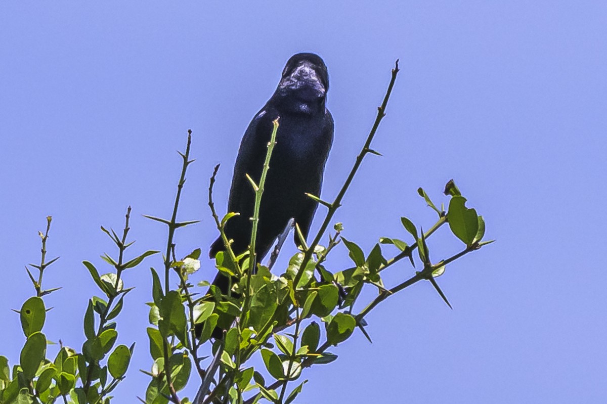 Shiny Cowbird - ML646851874