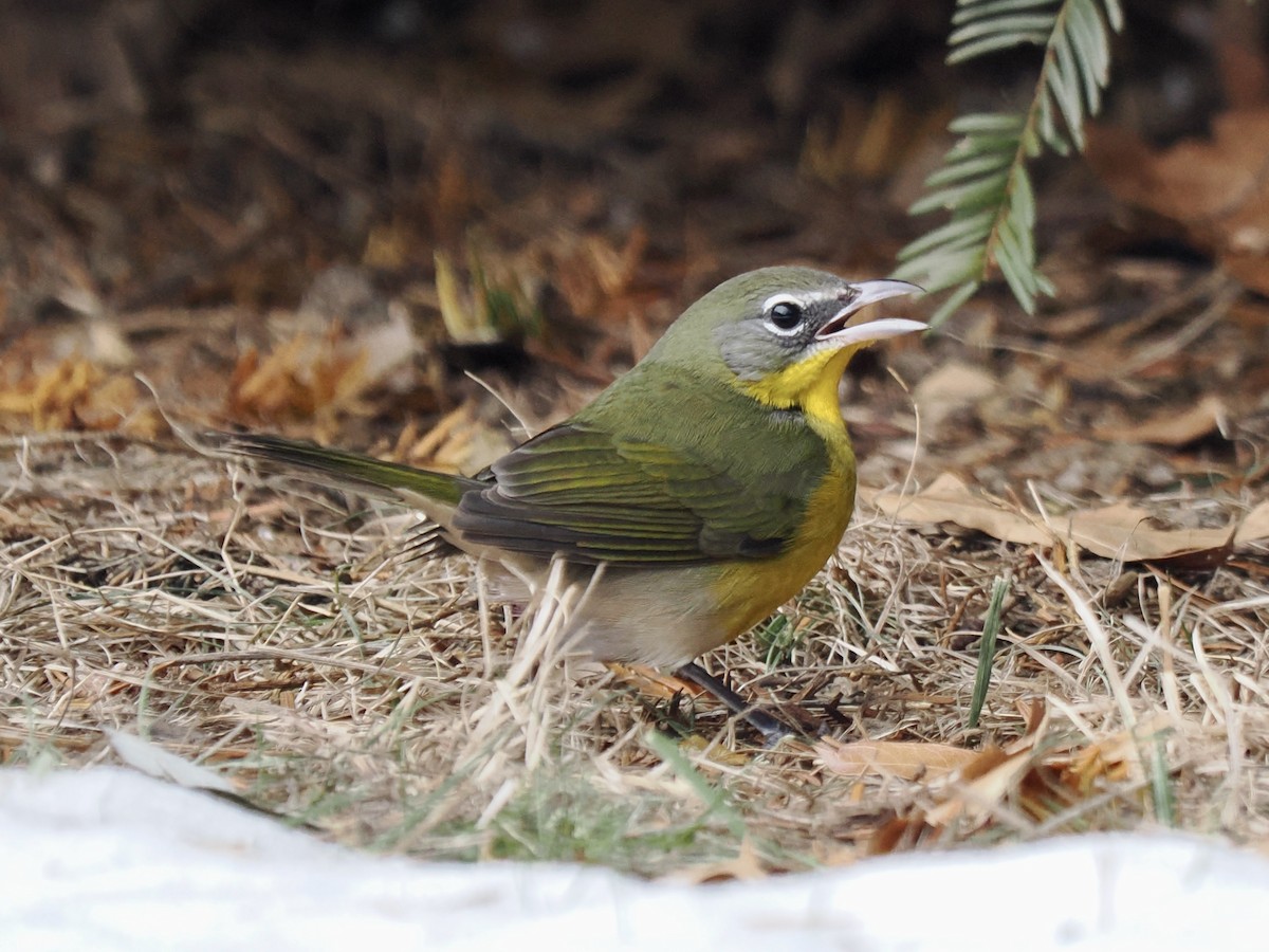 オオアメリカムシクイ - ML646851876