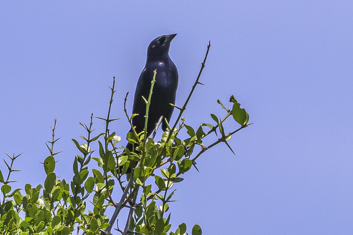 Shiny Cowbird - ML646851877