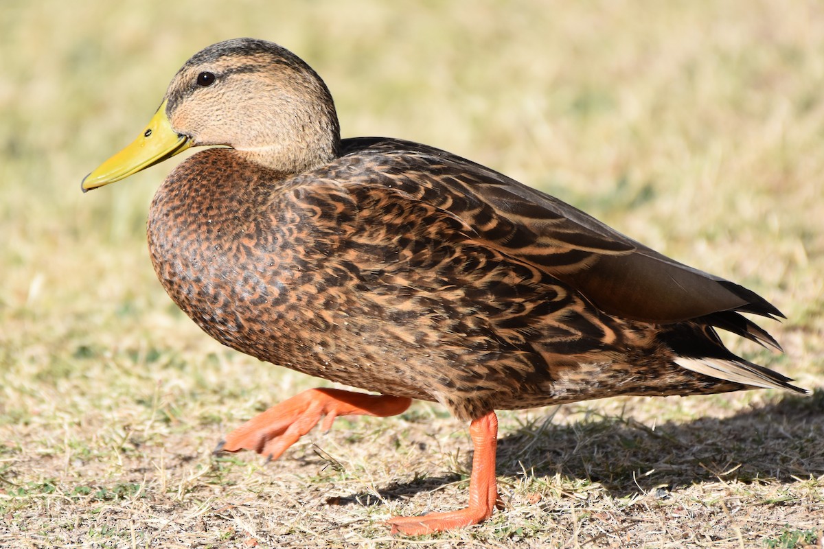 Mallard x Mexican Duck (hybrid) - ML646851878