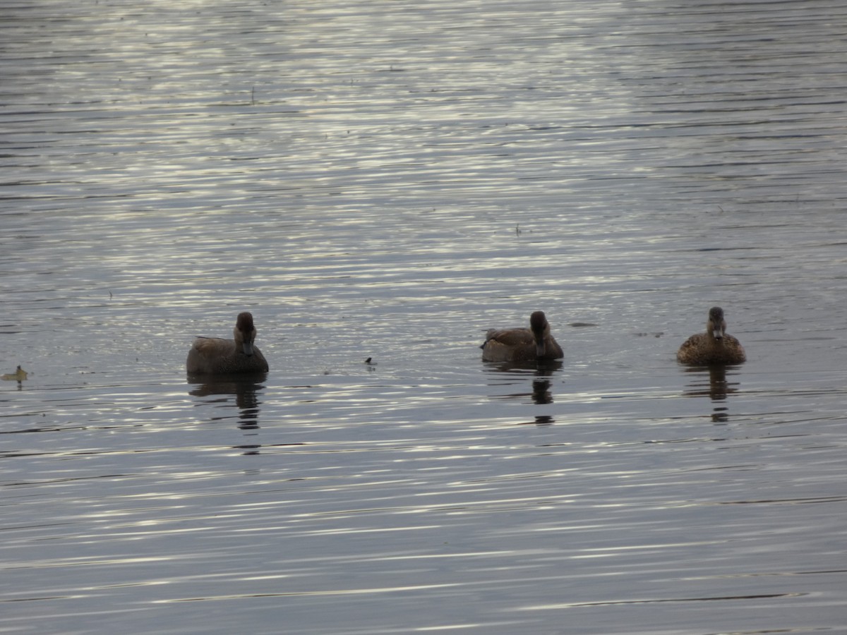 Серая утка - ML646851879