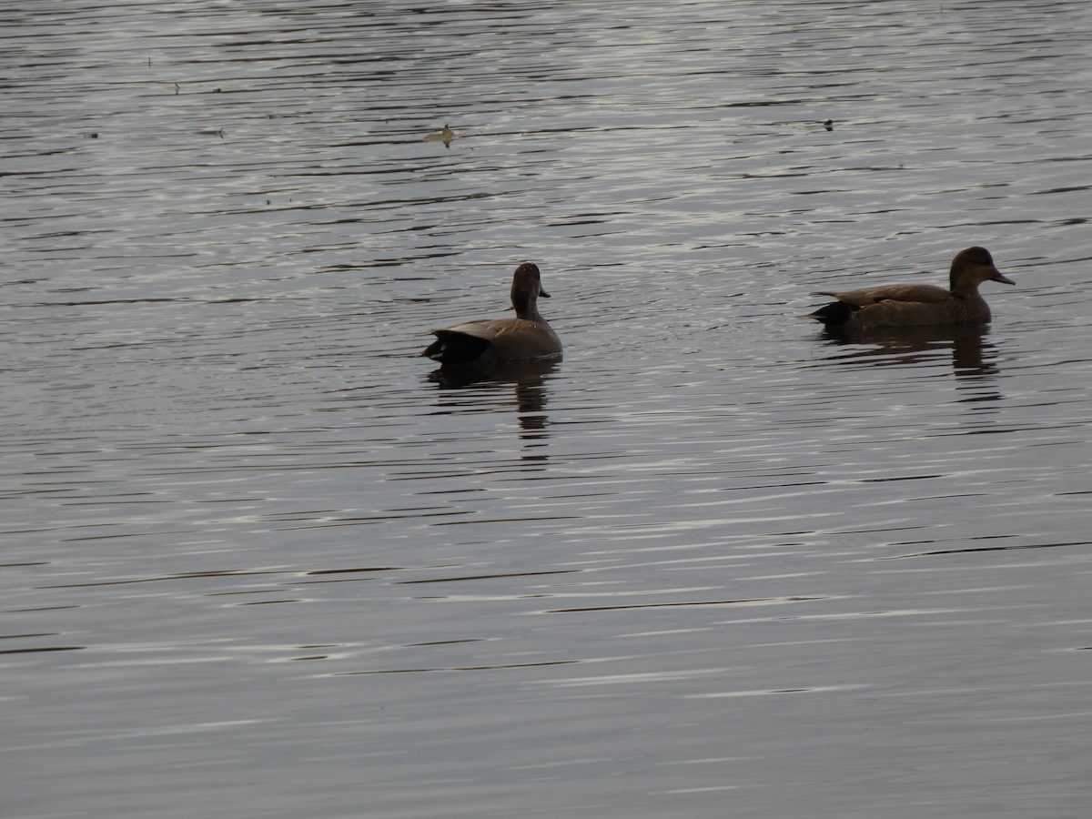 Серая утка - ML646851880