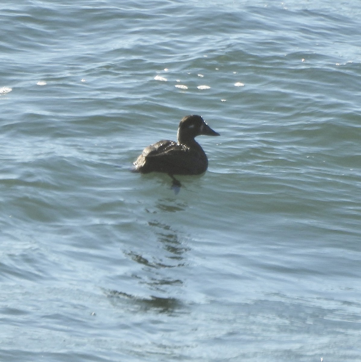 Surf Scoter - ML646851881