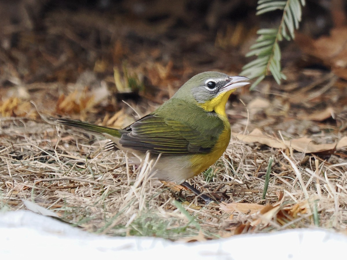 オオアメリカムシクイ - ML646851884