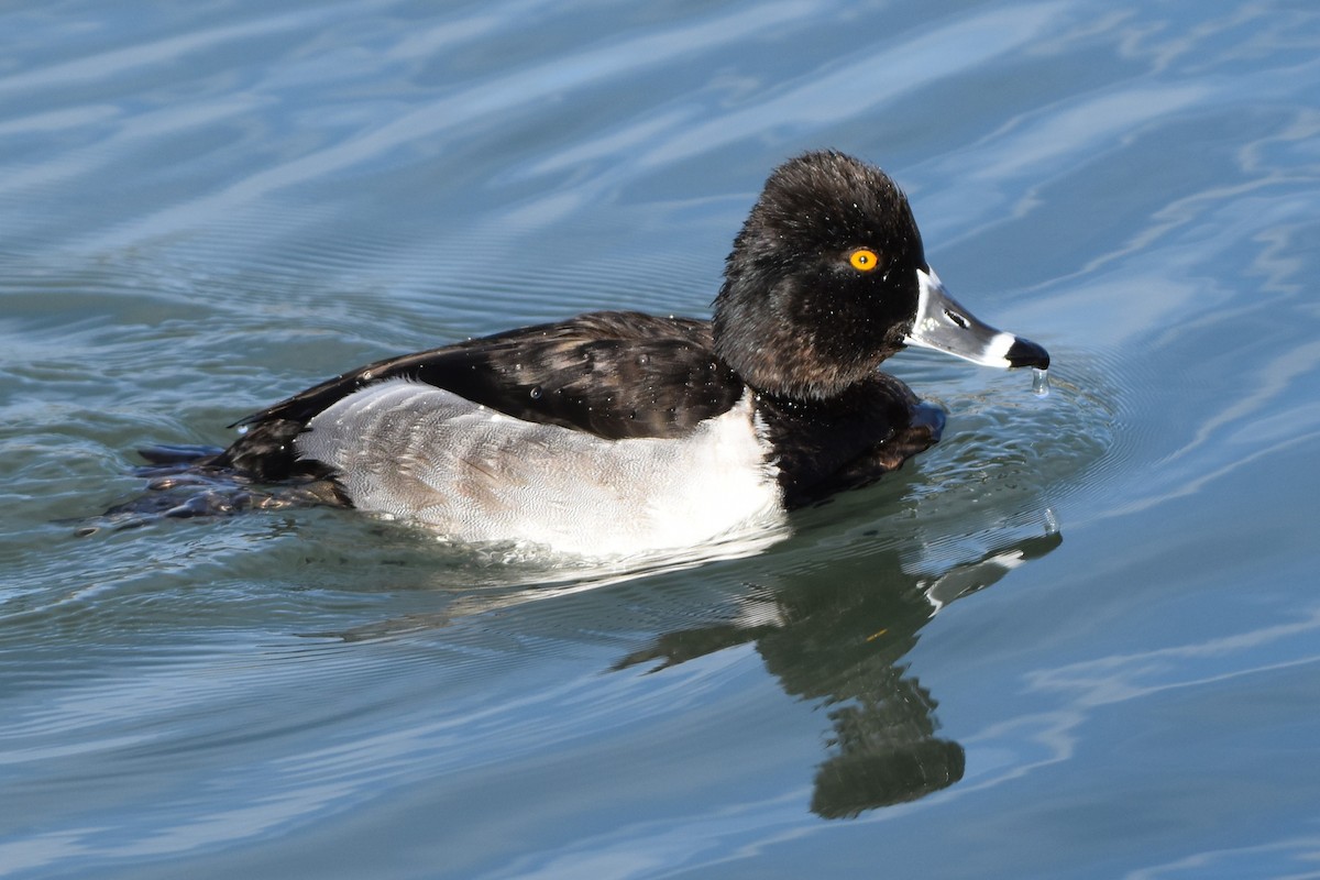 Ring-necked Duck - ML646851885