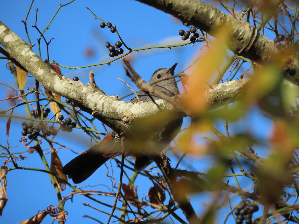 Gray Catbird - ML646851887